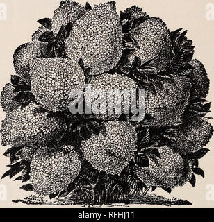 . Illustrierte beschreibenden Katalog von Obstbäumen und kleinen Früchten, Weinreben, esculent Reben, dekorative Bäume, Sträucher, Kletterpflanzen, etc.. Baumschulen (Gartenbau) Michigan Monroe Kataloge; Obstbäume Sämlinge Kataloge Kataloge; Obst; Pflanzen, Zierpflanzen Kataloge; Bäume; Sträucher Sämlinge Kataloge Kataloge. 58 y. E. ILGENFRITZ' SÖHNE ROUGH-LEAVED, (SCABRA). - eine sehr starke wachsende Strauch, der schönen weißen Blüten im Überfluss, bunte anmutig, (griech. VARIEGATA). - Ähnlich der Büchse mit buntem Laub. Euonymus - Erdbeere, oder Spindel. AMERICAN, (americanus). - Eine schöne grosse s Stockfoto