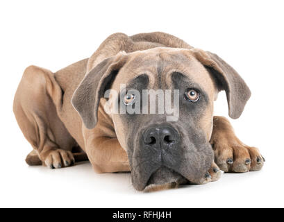 Junge Cane Corso vor weißem Hintergrund Stockfoto