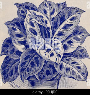 . Seltene Florida Blüten und Früchte. Baumschulen (Gartenbau) Florida Kataloge Kataloge; Blumen; Pflanzen, Zierpflanzen, Stauden Kataloge Kataloge. Marai) tas, PHRYNIUM VARIEOATUM. Spanische Moos. Die lange, anmutig, silber-grau Soffitten dieser schönen Anlage - TiUandsia Usneoides, fälschlicherweise als der MOSS-hängen wie lange Ausläufer von der Gliedmaßen der Bäume, die eine indescrib - gekonnt schöne Wirkung wie Wellen hin und her in jeder Hauch. Im Norden wird. Kann mit dem charmantesten Effekt für die lagenbildung über Bilderrahmen und rustikalen Arbeiten verwendet werden, im Wohnzimmer, und für die Dekoration Stockfoto