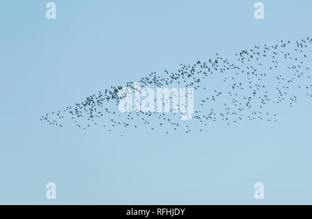 Herde des Fliegens Golden Plover (Pluvalis apricaria) Stockfoto