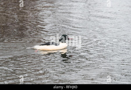 Männliche Gänsesäger (Mergus Merganser) Schwimmen Stockfoto