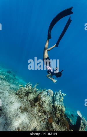 Eine lebendige Unterwasserszene zeigt eine vielfältige Vielfalt an Meereslebewesen. Schwärme kleiner, silberner Fische schimmern in der Ferne, während ein größerer, einsamer Fisch in der Nähe einer Korallenformation schwebt. Die Korallen selbst wimmelt von Leben, geschmückt mit farbenfrohen orangen Fischen und einer auffälligen Schwarzmeerpflanze. Dieses Unterwasser-Ökosystem blüht im klaren blauen Wasser und bietet eine fesselnde Darstellung der Schönheit der Natur. Stockfoto