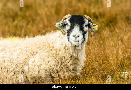 Swaledale Ewe im Winter. Moorland in Berggebieten in den Yorkshire Dales, England, UK Open. Swaledale Schafe sind eine gemeinsame Rasse der Schafe in North Yorks Stockfoto