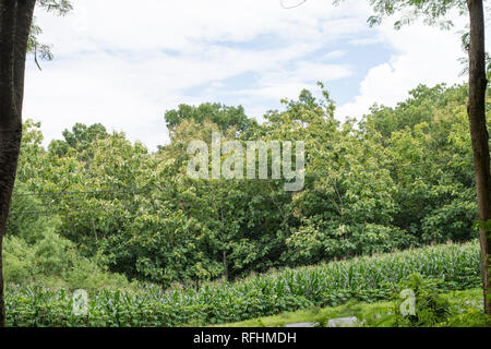 Teakholz ist ein tropisches Hartholz Baumarten in die blühende Pflanze Familie Lamiaceae platziert. Tectona grandis ist eine große, deciduou Stockfoto