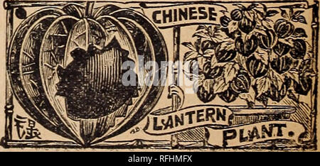 . I.N. Kramer &Amp; Sohn, seedsmen und Floristen. Baumschulen Iowa Cedar Rapids Kataloge; Gemüse; Blumen Samen Samen Kataloge Kataloge; Gartengeräte und Zubehör Kataloge. Mammoth-Flowered Heliotrop. Neue Petunia, "Snow Ball." Eine neue, sehr Zwerg Petunia. Seine gut geformte Schöne seidig weißen Blüten der Pflanze mit einer Masse von Bloom, bewundernswert für Bettzeug oder pot Kultur angepasst. Preis, pro Pck., Ioc. Die wilde Blume Garten. Unsere wilde Blume Mischung besteht aus vielen Sorten von schönen leicht wachsenden Blumen, die eine konstante und abwechslungsreiche blühen die ganze Saison, für Stockfoto