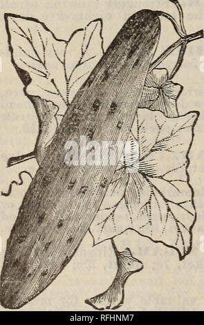 . Zwanzigster Jahresbericht Katalog: Frühjahr 1900. Baumschulen Indiana Indianapolis Kataloge; Gemüse; Blumen Samen Samen Kataloge Kataloge; landwirtschaftliche Arbeitsgeräte Kataloge. IMRROVED LANGE GRÜN. Sellerie. Bitte beachten Sie, dass diese Bilder sind von der gescannten Seite Bilder, die digital für die Lesbarkeit verbessert haben mögen - Färbung und Aussehen dieser Abbildungen können nicht perfekt dem Original ähneln. extrahiert. Huntington und Seite; Huntington, J. T; Seite, T.V; Henry G. Gilbert Baumschule und Saatgut Handel Katalog Kollektion. Indianapolis, Ind.: Huntington und Seite Stockfoto