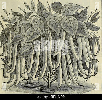 . Zwanzigster Jahresbericht Katalog: Frühjahr 1900. Baumschulen Indiana Indianapolis Kataloge; Gemüse; Blumen Samen Samen Kataloge Kataloge; landwirtschaftliche Arbeitsgeräte Kataloge. Ein Feld von ARTISCHOCKEN AUF OUK EIGENEN FAKM. JERUSALEM UND WEISSE FRANZÖSISCHE ARTISCHOCKEN. Diese Sorten sind nicht aus Samen produziert, sind aber für ihre Knollen, die vor allem für die wertvollen angebaut - Fütterung auf Berücksichtigung ihrer Mast Eigenschaften; sie sind gut angepasst an jeden Boden, wo Mais und Kartoffeln angebaut werden kann. Sie sind die besten hog Essen bekannt (ein Morgen in Artischocken wird gesagt 500 Bushel Mais in Mästen zu gleich Stockfoto