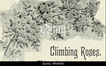 . Februar, 1900. Baumschulen (Gartenbau) Indiana Richmond Kataloge; Pflanzen, Zierpflanzen Kataloge; Blumen; Rosen Kataloge Kataloge. E. G. HILL &Amp; CO., KICHMOND, IND. 7 Regenbogen. Ein Sport, der vom Papa Gontier. Blass rosa, mit Gontier rot gestreift. Souvenir d'un Ami. Blume sehr voll und von guter Größe. Zart rosa Farbe. Produziert eleganten Knospen im Freien. Souv.de Jeanne Cabaud. Eine schöne "Frenchy" Rose von exquisiten Farbe. Es ist sehr gross und sehr voll, und seine Schönheit ist im offenen Zustand, wenn sein Aussehen ist das eines Rosa im Herzen eines großen orange set Rose r Stockfoto