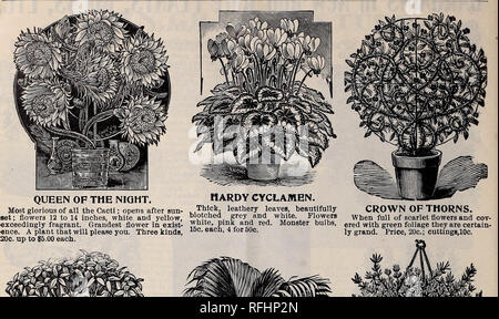 . 1900 Katalog der zuverlässige Garten und landwirtschaftliches Saatgut. Baumschulen Pennsylvania Kataloge; Blumen Samen Kataloge; Gemüse; Früchte Samen Samen Kataloge Kataloge. 26. Bitte beachten Sie, dass diese Bilder sind von der gescannten Seite Bilder, die digital für die Lesbarkeit verbessert haben mögen - Färbung und Aussehen dieser Abbildungen können nicht perfekt dem Original ähneln. extrahiert. Quaker City Seed Company; Henry G. Gilbert Baumschule und Saatgut Handel Katalog Kollektion. Philadelphia, Pa: Quaker City Seed Co. Stockfoto