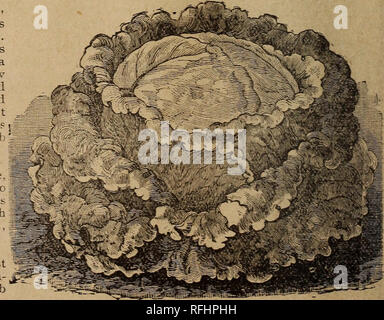 . Illustrierte Saatgut und floralen Katalog: 1900. Baumschulen Louisiana New Orleans Kataloge; Blumen Samen Samen Kataloge Kataloge; Gemüse; landwirtschaftliche Arbeitsgeräte Kataloge; Pflanzen, Zierpflanzen Kataloge. Big Boston. Bitte beachten Sie, dass diese Bilder sind von der gescannten Seite Bilder, die digital für die Lesbarkeit verbessert haben mögen - Färbung und Aussehen dieser Abbildungen können nicht perfekt dem Original ähneln. extrahiert. C. W. Eichling Eichling (Hart);, C.; Henry G. Gilbert Baumschule und Saatgut Handel Katalog Kollektion. New Orleans, La.: C. W. Eichling Stockfoto