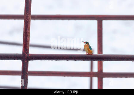 Eisvögel (Alcedo atthis) Kingfisher sitzen auf einem Zaun Stockfoto