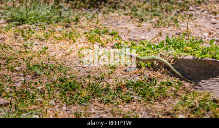 Lizard Wandern auf dem Gras in der Natur in Portugal Stockfoto