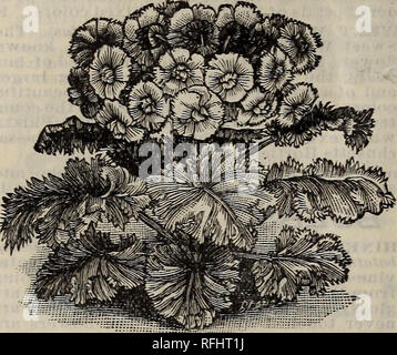 . Goodell die Samen, Blumenzwiebeln, seltene seerosen, Rosen und anderen Pflanzen. Baumschulen Massachusetts Amherst Kataloge Kataloge; Blumen; Gemüse Samen Kataloge; Pflanzen, Zierpflanzen Kataloge. 26 GOODELL von Samen und Pflanzen. Samen von Pflanzen.. Chinesische PKIMKOSE (Primula sinensis), die Chinesische Primrose ist einer der am meisten Pop-ular und zufriedenstellende von Zimmerpflanzen. Die Blüten sind von vielen Schattierungen von Rot, Weiß und Weiß gestreift und gefleckt mit Rot. Durch die Aussaat in Abständen von März bis Juli in Blüte von November bis Mai hatte sein können. Die Samen sollten in einer Box oder Topf ausgesät werden, etwa die Abdeckung der elektronischen Einspritzdüse Stockfoto