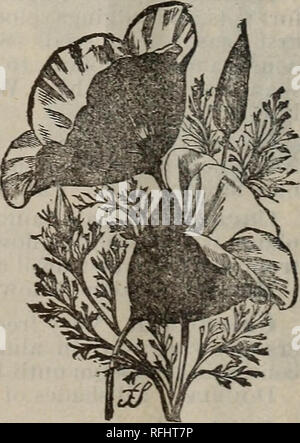 . Griswold Katalog von Gemüse, Blumen und Samen. Baumschulen Nebraska Lincoln Kataloge; Gemüse Samen Kataloge; Gräser, Blumen Samen Samen Kataloge Kataloge. Kosmos. Kosmos. Auffällige Herbst bloomers. Die Blüten ähneln single Dahlien und sind rein weiß, hell rosa, Fleisch gefärbt und deep Rose, jedes mit leuchtend gelben Zentrum. Für das Schneiden Dieses ist eines der schönsten Blumen gewachsen. hA. Large-Flowered gemischt. Pkt. 5c. Coxcomb. Siehe Celosia. Cyclamen. GiGANTETJM. Eine Der handsomest von Green-Haus pflanzen. Laub ist markiert, und die Blumen schön. Saatgut sollte unter Glas angebaut werden. Stockfoto