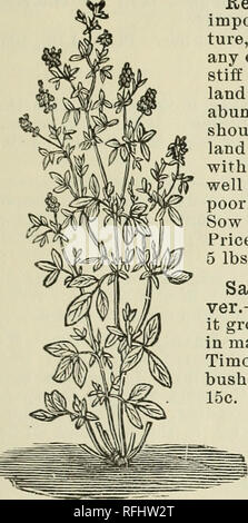 . Illustrierte samen Katalog Frühling 1900: Beschreibung und Preise der Bauernhof und Gemüsesaatgut. Baumschulen Georgien Kataloge; Gemüse; Gräser, Samen Samen Kataloge Kataloge. Klee und Gräsern. 31. Bitte beachten Sie, dass diese Bilder sind von der gescannten Seite Bilder, die digital für die Lesbarkeit verbessert haben mögen - Färbung und Aussehen dieser Abbildungen können nicht perfekt dem Original ähneln. extrahiert. Curry-Arrington Co; Henry G. Gilbert Baumschule und Saatgut Handel Katalog Kollektion. Rom, Ga: Curry-Arrington Co. Stockfoto