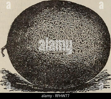 . Illustrierte samen Katalog Frühling 1900: Beschreibung und Preise der Bauernhof und Gemüsesaatgut. Baumschulen Georgien Kataloge; Gemüse; Gräser, Samen Samen Kataloge Kataloge. 24 Curry - ARKINGTOISr CO., ROM, OA. Melonen oder Huskmelons. Der Melrose Burpee austauschen. - Die einführhilfe sagt über diese schöne neue Melone: Das Fleisch ist sehr dick und stabil; klare, hellgrün, Schattierung zu einem reichen Lachs an der Buchse an. Im Geschmack der Melrose nicht von jeder anderen Sorte erreicht werden, und trägt seine überragende Qualität und süße an den äußersten Rand der Haut. Es ist etwa eine Woche später in der Reife als die Stockfoto
