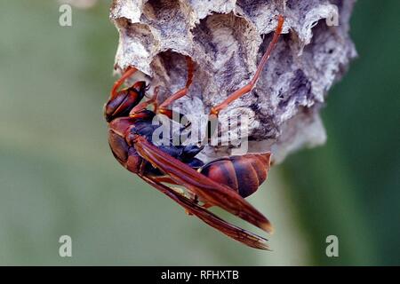 Australian Paper Wasp. (Feldwespe humilis) (13506671374). Stockfoto