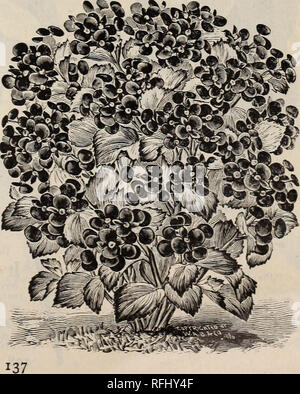 . Die Burpee Folgendes farm Jahresbericht für 1900. Baumschulen Pennsylvania Philadelphia Kataloge; Gemüse; Blumen Samen Samen Kataloge Kataloge; Lampen (Pflanzen) Kataloge. OTAHEITE ORANGE. Diese ausgeprägte Vielfalt der Orange Family wurde ursprünglich von einer Insel im Pazifischen Ozean, wo die wachsende Jahreszeit das ganze Jahr erstreckt. Auf der Stattliche Pflanzen sowohl Blumen und "Obst gleichzeitig getragen werden. Die Blüten sind köstlich duftenden und identisch mit dem viel gesucht - für Blüten der tropischen Orangenhainen. Die Frucht, die hell ist, wie kleine Kugeln aus Gold, hält es Stockfoto