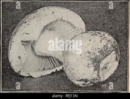 . Beobachtungen über die jüngsten Fälle von Pilz Vergiftung im Bezirk von Kolumbien. 19 Es ist bekannt, dass in einigen Teilen Europas die Fliege amanita, der nach der Entfernung des Giftes durch Behandlung mit Essig, ist ein gemeinsamer Artikel von Essen. Es war interessant, nicht längst, dass bei einigen unserer eigenen Leute eine ähnliche Praxis beitragen zu entdecken. Obwohl die meisten der farbigen Frauen der Märkte auf die Arten mit Schrecken sehen, einer von ihnen im Detail vorgetragen, wie war sie in der Gewohnheit der Koch - ing. Sie bereitete die Stammzellen durch Schaben, die Gap durch Entfernen der Kiemen und Abblättern der Oberfläche. So Stockfoto