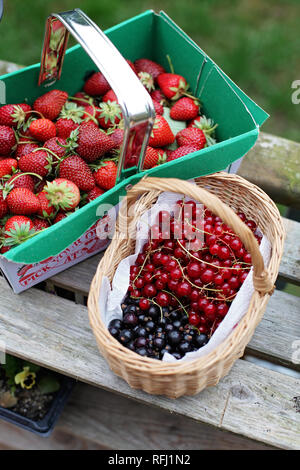 Zwei Körbchen von frisch gepflückte Erdbeeren, Johannisbeeren, rote Johannisbeeren, Großbritannien Stockfoto