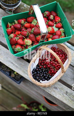Zwei Körbchen von frisch gepflückte Erdbeeren, Johannisbeeren, rote Johannisbeeren, Großbritannien Stockfoto