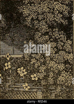 . Illustrierte Saatgut und floralen Katalog: 1900. Baumschulen Louisiana New Orleans Kataloge; Blumen Samen Samen Kataloge Kataloge; Gemüse; landwirtschaftliche Arbeitsgeräte Kataloge; Pflanzen, Zierpflanzen Kataloge. Doppelzimmer Veilchen, Swanly Weiß. 1 ZIO ERMÖGLICHT - fortgesetzt. Die riesigen Violett, eine große dunkle purpur violett von großer Kraft. 5 C., 30 C. eine Doz.; $ 2,00 hundert; große Büschel 25c. jedes. Swanly Weiß. Die feinsten Weiss Violett von süßen Duft, Ioc. Jedes; große Büschel, 25 cts. Jedes. flarie Louise oder Parma Veilchen, die berühmte Doppelzimmer Lavendel oder Violett, Ioc. Jedes; große Büschel, 25 Cent Stockfoto