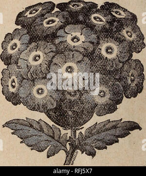 . Ribsam's Manual von alles für die Farm, Rasen und Garten. Baumschulen New Jersey Kataloge; Gemüse; Früchte Samen Samen Kataloge Kataloge; Blumen Samen Kataloge; Pflanzen, Zierpflanzen Kataloge; landwirtschaftliche Arbeitsgeräte Kataloge. Phlox Drummoudii. - Feinste gemischt. 5 c pro Pck. Handbuch. Picotee Rosa. - Aus den besten Sorten gespeichert. 20 c pro Pck. ^ oppy, Carnation-Flowered. - Doppel gemischte Farben; ich Ft.^5 c pro Pck. "Kanunculus-Flowered.- Doppel-, gemischte Farben; ich ft., IOC. pro Pck. Portulak, herrliche, Mixed, Einzel.- Alle Farben. 5 c pro Pck. "Grandiflora, Doppel.-besten gemischt. Loc pro p Stockfoto
