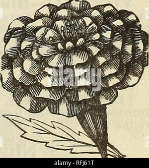 . Zwanzigster Jahresbericht Katalog: Frühjahr 1900. Baumschulen Indiana Indianapolis Kataloge; Gemüse; Blumen Samen Samen Kataloge Kataloge; landwirtschaftliche Arbeitsgeräte Kataloge. LOBELIA.. Bitte beachten Sie, dass diese Bilder sind von der gescannten Seite Bilder, die digital für die Lesbarkeit verbessert haben mögen - Färbung und Aussehen dieser Abbildungen können nicht perfekt dem Original ähneln. extrahiert. Huntington und Seite; Huntington, J. T; Seite, T.V; Henry G. Gilbert Baumschule und Saatgut Handel Katalog Kollektion. Indianapolis, Ind.: Huntington und Seite Stockfoto