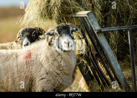 Swaledale Ewe im Winter. Moorland in Berggebieten in den Yorkshire Dales, England, UK Open. Swaledale Schafe sind eine gemeinsame Rasse der Schafe in North Yorks Stockfoto