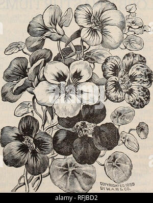 . Die Burpee Folgendes farm Jahresbericht für 1900. Baumschulen Pennsylvania Philadelphia Kataloge; Gemüse; Blumen Samen Samen Kataloge Kataloge; Lampen (Pflanzen) Kataloge. Ein Typ von der Kaiserlichen Japanischen morning glory. Komplette Sammlung von NASTURTIUMS. Wurden wir gebeten, die drei beliebtesten Blumen aus Samen gezogen zu nennen, sollten wir ohne Zögern beantworten, Zuckererbsen, Paxsies und Nastuktitjms. Paar Blumen vermitteln solche reiche "Bits der Schönheit" in den Garten, wie die verschiedenen Arten von nasturtiums. Neben ihrer Verwendung im Garten und am Gitter, empfehlen wir säen den Samen frei Alon Stockfoto