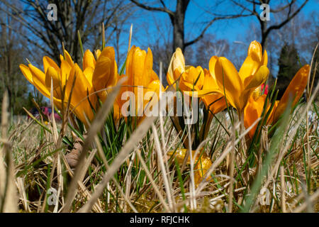 Gelbe Blüten der Krokusse (Colchicum autumnale) auf einer Wiese in der Sonne Stockfoto