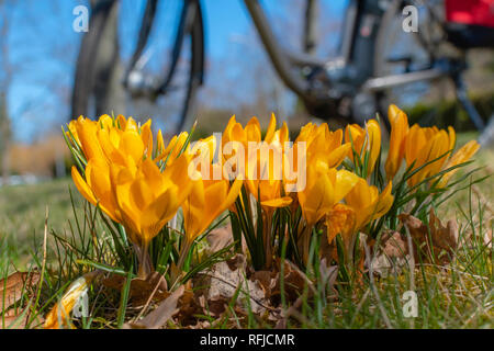 Zwei violette Blüten der Krokusse (Colchicum autumnale) in der Sonne Stockfoto