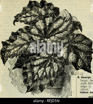 . Frühjahr 1899. Baumschulen Ohio Kataloge; Gemüse Samen Kataloge Kataloge; Lampen; Blumen (Pflanzen) Kataloge; Pflanzen, Zierpflanzen Kataloge; Obstbäume Sämlinge Kataloge; Obst Kataloge. Pflanzen - Allgemeine Sammlung. 71. Bitte beachten Sie, dass diese Bilder sind von der gescannten Seite Bilder, die digital für die Lesbarkeit verbessert haben mögen - Färbung und Aussehen dieser Abbildungen können nicht perfekt dem Original ähneln. extrahiert. Storrs &Amp; Harrison Co; Henry G. Gilbert Baumschule und Saatgut Handel Katalog Kollektion. Painesville, Ohio: Storrs &Amp; Harrison Co. Stockfoto
