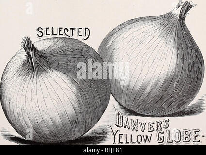 . Alfred J. Brown Seed Co.: Züchter, Händler und Importeure von Garten-, Landwirtschafts- und Blumensamen. Baumschulen Michigan Grand Rapids Kataloge; Gemüse; Blumen Samen Samen Kataloge Kataloge; Gräser, Samen Kataloge; landwirtschaftliche Arbeitsgeräte Kataloge. Spanisch oder Preis. Oz. % Lb. Lb. Extra früh Flach Rot 0 $ 10 $ 0 30 $ 1 00 Große Rote Wethersfield 15 35 1 25 Southport Red Globe (Auswählen) 20 60 2 00 australischen Braun 15 50 1 75 gelbe Kugel Dauvers (Auswählen) 15 35 1 25 Michigan gelbe Kugel 15 35 1 25 gelbe Kugel DANVERS.... Unsere gelbe Kugel Danver Zwiebel Saatgut ist aus einer Auswahl produziert Stockfoto