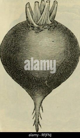 . Frühjahr 1899. Baumschulen Ohio Kataloge; Gemüse Samen Kataloge Kataloge; Lampen; Blumen (Pflanzen) Kataloge; Pflanzen, Zierpflanzen Kataloge; Obstbäume Sämlinge Kataloge; Obst Kataloge. Die besten und ältesten Zuckerrüben angebaut. Crosby's Egyptian. Eine verbesserte Zugentlastung der Ägyptischen. Während sie so früh, es ist viel dicker, glatter, bessere Farbe und Qualität als ihre Eltern. Ein Großteil des' irable Zuckerrüben. Pkt. 5c, oz. 10 c, 20 c, ft*. 60 C. Edmund's frühen Rübe. Die Uniform der alle Rübe Rüben, mit sehr kleinen oben bronzy Rot. Die Glühlampen sind schön und rund, sehr glatt, und der guten Markierung Stockfoto