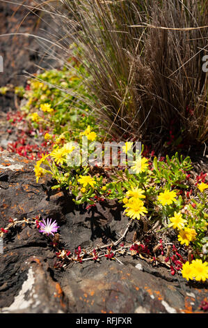 Küstenvegetation, Tasmanien, Australien Stockfoto