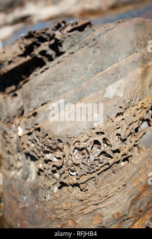 Geologie, West Coast Tasmanien, Australien Stockfoto