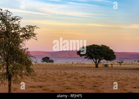 Die Namib-Wüste, Roadtrip in der wunderschönen Namib Naukluft National Park, Reiseziel in Namibia, Afrika. Geflochtene Akazie Baum und roten Sanddüne Stockfoto