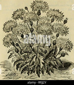 . Frühjahr 1899. Baumschulen Ohio Kataloge; Gemüse Samen Kataloge Kataloge; Lampen; Blumen (Pflanzen) Kataloge; Pflanzen, Zierpflanzen Kataloge; Obstbäume Sämlinge Kataloge; Obst Kataloge. Blumen Samen. 13 CENTAUREA MARGHERITA.. Dies ist einer der schönsten der letzten Intro - Ductions. Wachsen die Pflanzen etwa 18 cm hoch und sind der einfachste Kultur. Die grossen Blüten sind der reinste samtig weiß, köstlich duftende, Exquis - itely gesäumt und frei auf langen Stielen, die Sie wertvoll für das Schneiden von 10 PRAXISHINWEIS ROSA. produziert. Bitte beachten Sie, dass diese Bilder aus gescannten extrahiert werden Stockfoto