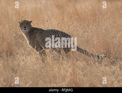 Gepard (Acinonyx Jubatus) Stockfoto