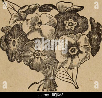 . Saatgut jährliche. Baumschulen Kansas Kataloge; Gemüse; Getreide Gräser Samen Kataloge Kataloge Kataloge; Bäume pflanzen, Gartengeräten und Zubehör Kataloge Kataloge; Blumen Samen. Saatgut jährliche. 79 PHLOX DRUMMONDI.. Bemerkenswert für die Brillanz und zusammenzutragen Titel große Terminal Blumen komplett ausblenden Der f oliage. Die Blüten sind von vielen Farben, von Weiß zu tiefsten Purpur, gemustert und gestreift. Für die Massen der separate Farben und für das Schneiden Blumensträuße sind sie unübertroffen. Das Saatgut kann in offenen Boden im Herbst oder Frühjahr gepflanzt werden, oder Pflanzen können in heißen Betten und tra gestartet werden Stockfoto