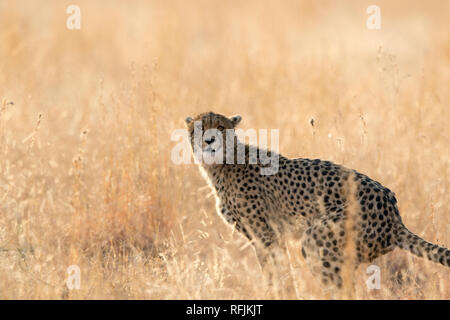 Gepard (Acinonyx Jubatus) Stockfoto