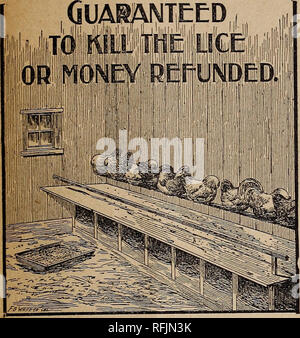 . Garten, Hof und Geflügel jährliche: 1900. Baumschulen Missouri Kataloge; Blumen Samen Samen Kataloge Kataloge; Gemüse; Geflügel Ausrüstungen und Zubehör Kataloge; Gartengeräte und Zubehör Kataloge. SPRAGUE die Läuse. Für das Töten Läuse und Milben auf Geflügel ist es ein unfehlbares Heilmittel. Es ist eine Flüssigkeit, die in wenigen Minuten jede Spur von Insekten leben zerstören. Es hat die Eigenschaft nicht völlig harmlos zu tierischen Lebens und gleichzeitig die tödlichste Insektizid.. Bitte beachten Sie, dass diese Bilder aus gescannten Seite Bilder, die digital zum Lesen erhöht worden sein können extrahiert werden Stockfoto