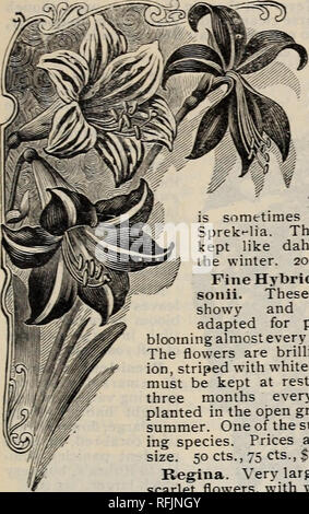 . Bäume, Pflanzen und Samen. Baumschulen (Gartenbau) Texas Fort Worth Kataloge; Pflanzen, Zierpflanzen Kataloge; Obstbäume Sämlinge Kataloge Kataloge; Obst; Bäume Sämlinge Kataloge; Blumen; Gemüse Samen Samen Kataloge Kataloge. Katalog von Bäumen, Pflanzen, Samen, etc. n AMARYLLIS. Belladonna Major. Weiß und Rose. Eine freie und kontinuierliche blühende Pflanze, robust und sehr attraktiv. 25C. Jacobaean Forniosissima (Lilie). Crimson samtig. Blüten; die Pflanzen flow-er früh im Sommer. Die Blüten haben eine Anmutigsten und charmante Erscheinung, und die dis- tinct in Form f om die der anderen ein maryl Lis. Th Stockfoto
