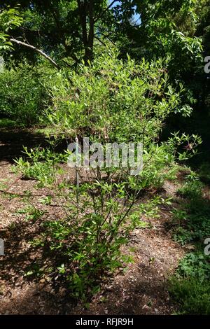 Azalee (Rhododendron alabamensis alabamensis) - Arnold Arboretum - Stockfoto