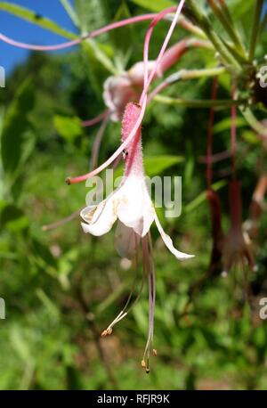 Azalee (Rhododendron alabamensis alabamensis) - Arnold Arboretum - Stockfoto