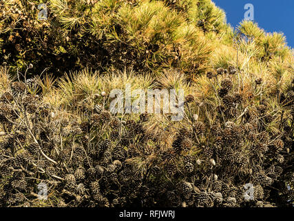 Viele Pine Tree Kiefernzapfen hingen. Stockfoto