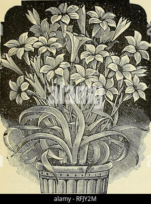. Katalog von Holland Glühlampen, Bäume, Sträucher, winterharte Stauden, Rosen, etc.: Anregungen für den Herbst einpflanzen. Baumschulen Massachusetts Kataloge, Leuchtmittel (Pflanzen) Kataloge Kataloge; Bäume; Sträucher Kataloge; Gartenarbeit United States Ausrüstungen und Zubehör Kataloge; Bäume United States Kataloge. 13. Tritelia Uniflora. TRITELIA. Dies ist eine vollkommen winterhart Kleinod, ebenso gut im Haus oder in der offenen Grenze gepflanzt; er wächst in fast jedem Boden, und jede Birne wird produzieren eine Reihe von sternförmigen Blüten mit Nachtkerzenöl Parfüm; die Blüten sind von guter Substanz und Re-Main Stockfoto