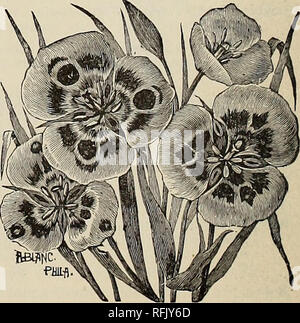 . Katalog von Holland Glühlampen, Bäume, Sträucher, winterharte Stauden, Rosen, etc.: Anregungen für den Herbst einpflanzen. Baumschulen Massachusetts Kataloge, Leuchtmittel (Pflanzen) Kataloge Kataloge; Bäume; Sträucher Kataloge; Gartenarbeit United States Ausrüstungen und Zubehör Kataloge; Bäume United States Kataloge. BABIANAS. Zwiebelgewächse, mit sehr kräftigen Farben Blumen wächst sechs bis zwölf Zoll hoch, und erfolgreich in Töpfen kultiviert. Sie sollten im Oktober, sechs Lampen in einem 5-Zoll-Topf, mit einem satten, sandiger Lehm, mit guter Drainage und hielten nur leicht feucht, bis die Aufnahmen angezeigt wird oben g gepflanzt werden. Stockfoto
