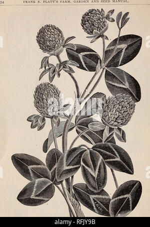 . Jährliche beschreibenden Katalog und Kalender: Samen. Baumschulen Connecticut New Haven Kataloge; Gemüse Samen Samen Kataloge Kataloge; Blumen; Pflanzen, Zierpflanzen, Obst Kataloge Kataloge; Gartengeräte und Zubehör Kataloge. Rotklee. Rotklee, Mittel. (Trifolium pratense). Die gemeinsamen Vielfalt, mit anderen Gräsern entweder für Weide oder Wiese verwendet. Preise auf Anfrage. Rotklee, riammoth oder Pea Vine. Wächst um fünf oder sechs Meter hoch, mit großen, groben Stiele, und ist im Wesentlichen für das Pflügen unter für Dünger verwendet. Preise auf Anfrage. Luzern oder Luzerne. (Medicago sativa). Sehr prod Stockfoto